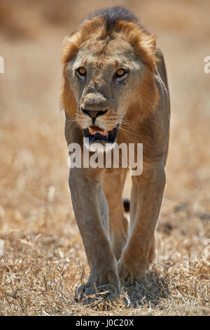 Löwe (Panthera Leo), Selous Game Reserve, Tansania Stockfoto
