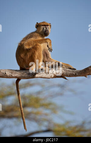 Gelbe Pavian (Papio Cynocephalus), Selous Game Reserve, Tansania Stockfoto