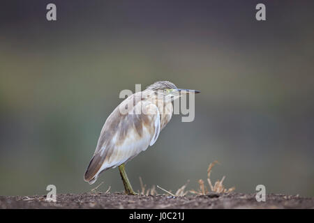 Gemeinsamen Rallenreiher (Ardeola Ralloides), Mikumi National Park, Tansania Stockfoto