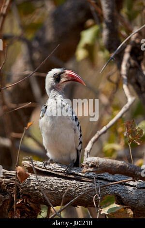 Ruaha Hornbill (Ruaha rot-billed Hornbill) (tansanische rot-billed Hornbill) (Tockus Ruahae), Ruaha Nationalpark, Tansania Stockfoto