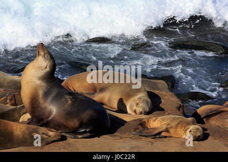 Seelöwen, La Jolla, San Diego, Kalifornien, USA Stockfoto