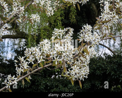 Blumen von Amelanchier lamarckii Stockfoto