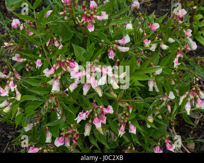 Lathyrus Vernus Alboroseus in voller Blüte Stockfoto