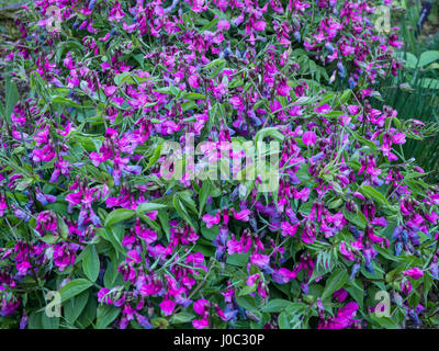 Lathyrus Vernus Pflanze in voller Blüte Stockfoto