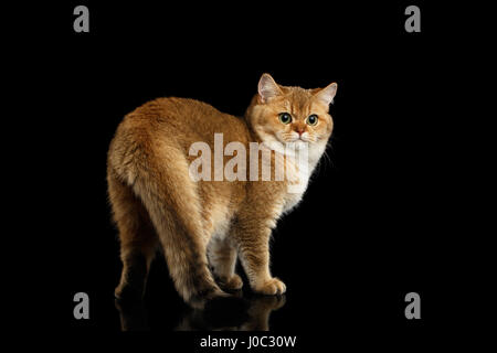 Wunderschöne britische Katze mit Gold Chinchilla Fell, grüne Augen wiederum zurück auf isolierte schwarzer Hintergrund Stockfoto