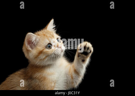 Close-up British Kitten rot Fell und grüne Augen spielt mit Pfote und schaut neugierig auf isolierte schwarzer Hintergrund, Höhenplan Stockfoto