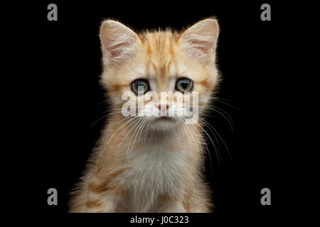 Close-up Portrait des britischen Kätzchen mit roten Fell, grüne Augen und Ohren von Fox, starren in der Kamera auf isolierte schwarzer Hintergrund, Vorderansicht Stockfoto