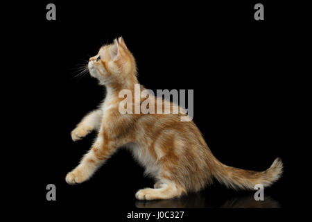 British Kitten-Red Tabby Fell und grüne Augen spielt mit long-Tail auf isolierte schwarzer Hintergrund, Seitenansicht Stockfoto