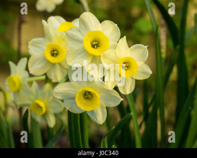 Nahaufnahme von einer Gruppe von Narzissen Minnow Blumen Stockfoto