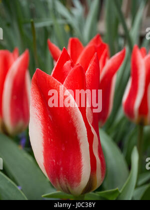 Nahaufnahme von Tulpen Pinocchio Blume mit anderen Blumen im Hintergrund Stockfoto