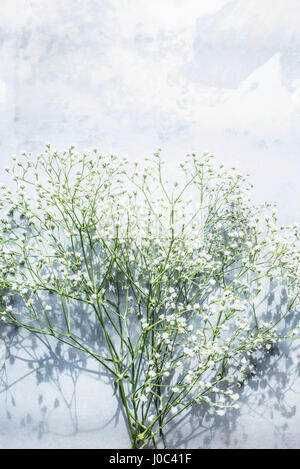 Schleierkraut Blumen, Draufsicht Stockfoto