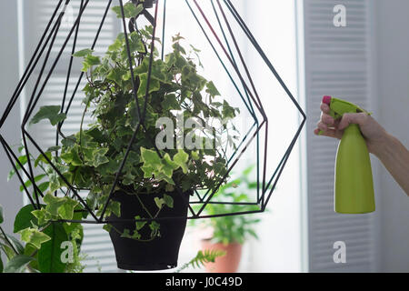 Frau hand Spritzen Efeu hängenden Korb in Küche Stockfoto