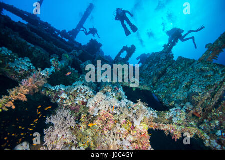 Taucher, die Untersuchung von Korallen bedeckt Schiffbruch, Rotes Meer, Marsa Alam, Ägypten Stockfoto