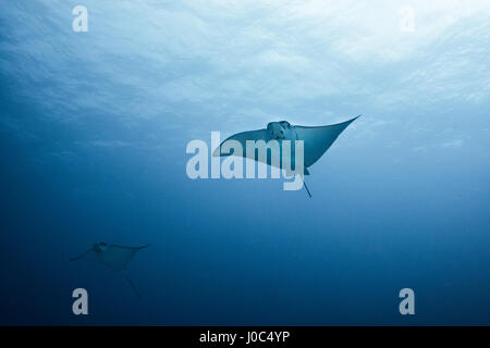 Paar von Adlerrochen (Aetobatus Narinari) schwimmen, Unterwasser-Blick, Cancun, Mexiko Stockfoto