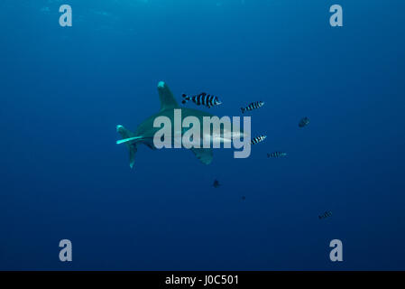 Weiße Spitze Hai (Carcharhinus Longimanus) schwimmen mit Pilot Fisch, Unterwasser-Blick, Brothers Island, Ägypten Stockfoto