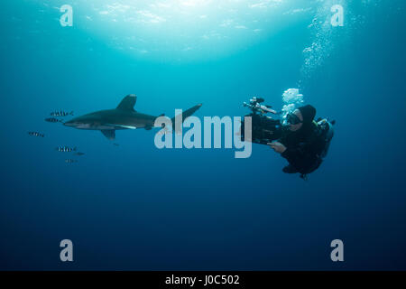 Taucher Schwimmen mit Weißspitzen Hai (Carcharhinus Longimanus) und Pilot Fisch, Unterwasser-Blick, Brothers Island, Ägypten Stockfoto