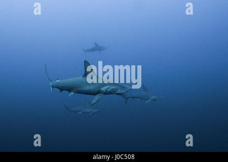 Überbackene Hammerhai (Sphyrna lewinii) Schule, Unterwasser-Blick, Daedalus Riff, Ägypten Stockfoto