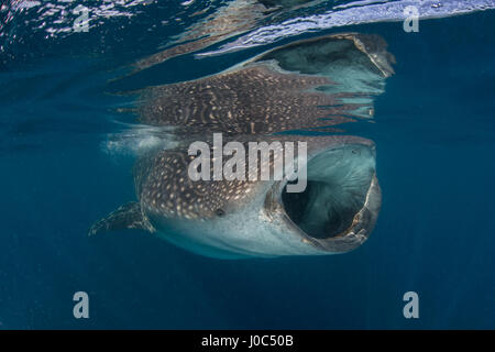 Walhai (Rhyncodon Typus) Filter Fütterung in der Oberfläche, Unterwasser Ansicht, Isla Mujeres, Mexiko Stockfoto