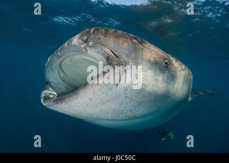 Walhai (Rhyncodon Typus) Filter Fütterung in der Oberfläche, Unterwasser Ansicht, Isla Mujeres, Mexiko Stockfoto