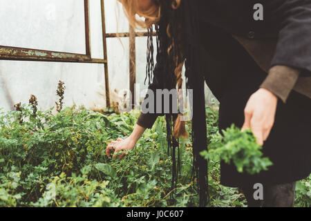 Aufnahme der jungen Frau, die Kommissionierung Kräuter im Gewächshaus beschnitten Stockfoto