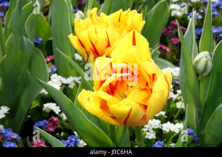La Courtine Tulpe Stockfoto