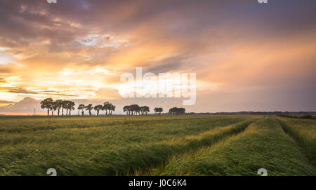 Schönen Himmel über einem Weizenfeld bei Sonnenuntergang in Holland Stockfoto