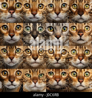 Collage aus 16 Bengalkatze Köpfe, Gesichter vergleichen Stockfoto