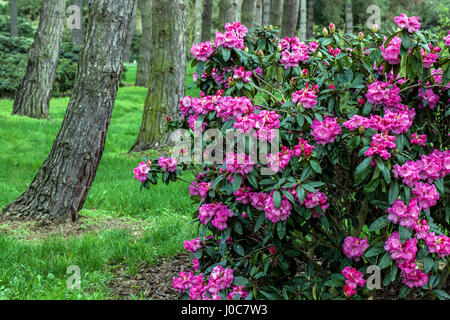 Rhododendron „Loket“, Sträucher, Lila, Blüte, Blumen, Wald, Pflanze, Wald, Gartenstämme Stockfoto