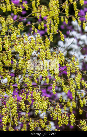 Corylopsis sinensis „Spring Purple“, Winter Hazel farbenfrohe Frühlingsblumen Stockfoto