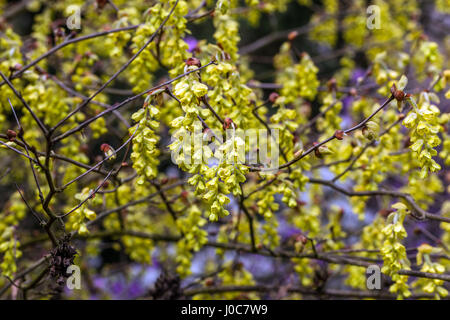 Winter Haselnuß, Corylopsis sinensis Stockfoto