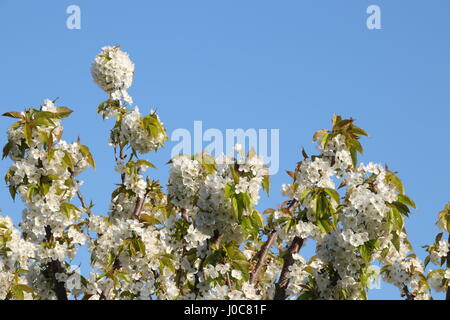 Kirschrote Blüten im Frühjahr Stockfoto