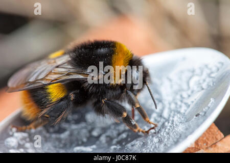 Pollen beschichtete frühe Bumblebee Bombus pratorum mit Milben beigefügt Fütterung auf einer Zuckerlösung aus einem Löffel in einer Zuckerwasserlösung beschichtet. VEREINIGTES KÖNIGREICH Stockfoto