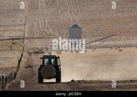 Eine Hintergrundbeleuchtung Foto eines Traktors tragen einen Ballen Heu und einige Staubwolke auf einem trockenen aber malerischen Bauernhof im zentralen westlichen NSW, Australien. Stockfoto