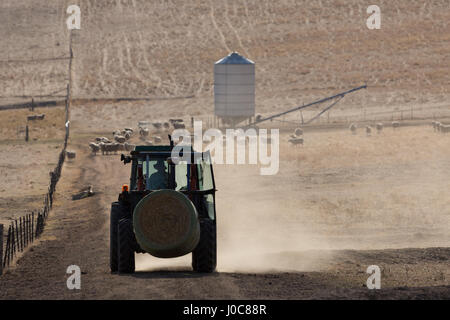 Eine Hintergrundbeleuchtung Foto eines Traktors tragen einen Ballen Heu und einige Staubwolke auf einem trockenen aber malerischen Bauernhof im zentralen westlichen NSW, Australien. Stockfoto