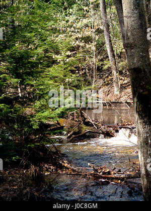 Ein Fluss, der durch Bear Brook State Park in der Nähe von Allenstown, New Hampshire. Stockfoto