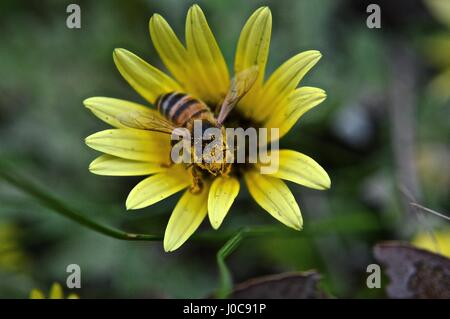 Süße Biene verlassen eine Blume mit Pollen auf dem Gesicht Stockfoto