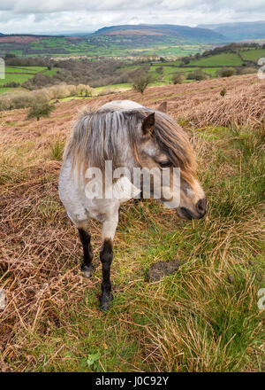 Walisische wildes Pony in den Brecon Beacons National Park mit Black Mountains im Hintergrund. Wales, UK, April Stockfoto