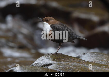 Wasseramseln (Cinclus Cinclus) Mund offen zeigen Bewegung Unschärfe vor Wasserfall.  USK-Fluss in Wales. UK, Februar Stockfoto