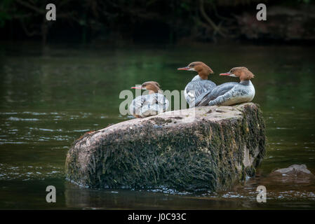 Drei Gänsesäger (Mergus Prototyp). Mutter und zwei Jungvögel. USK-Fluss, Brecon Beacons National Park, Wales. Juni Stockfoto