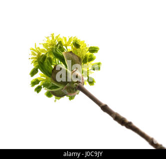 Blühende Frühlingszweige von Ahorn. Isoliert auf weißem Hintergrund. Ansicht von unten. Stockfoto