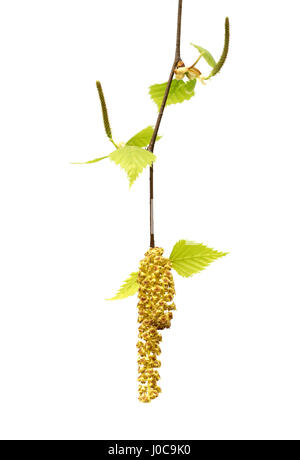 Frühling-Zweig der Birke mit jungen Blätter und Kätzchen. Isoliert auf weißem Hintergrund. Stockfoto