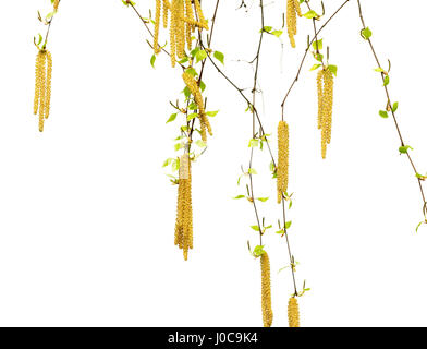 Frühling Zweige von Birke mit jungen grünen Blätter und Kätzchen. Isoliert auf weißem Hintergrund. Stockfoto