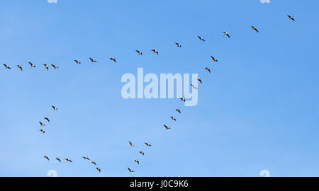 Vogelschwarm. Kanadische Gänse fliegen in V-Form-Gruppe über blauen Himmelshintergrund Stockfoto