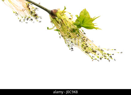 Blühende Frühlingszweige von Ahorn mit jungen Blätter im Wind. Isoliert auf weißem Hintergrund. Stockfoto