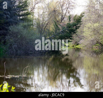 schiefen Kiefer Baum Gießen Reflexion auf dem Wasser. Stockfoto