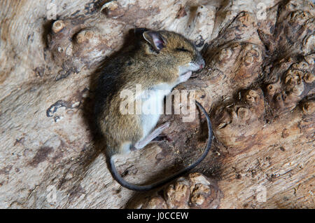 Waldmaus, Apodemus Sylvaticus, verstorbenen; Toten; Hochland, Schottland Stockfoto