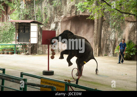 Elefanten-show, Sriracha Zoo, Bangkok, Thailand, Asien Stockfoto