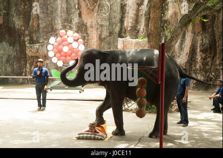 Elefanten-show, Sriracha Zoo, Bangkok, Thailand, Asien Stockfoto