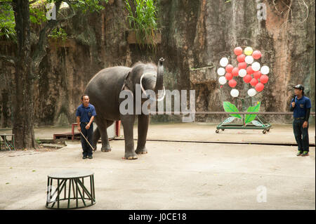 Elefanten-show, Sriracha Zoo, Bangkok, Thailand, Asien Stockfoto