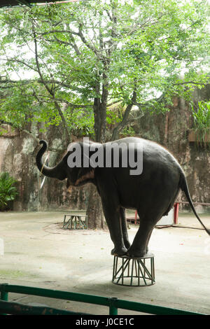 Elefanten-show, Sriracha Zoo, Bangkok, Thailand, Asien Stockfoto